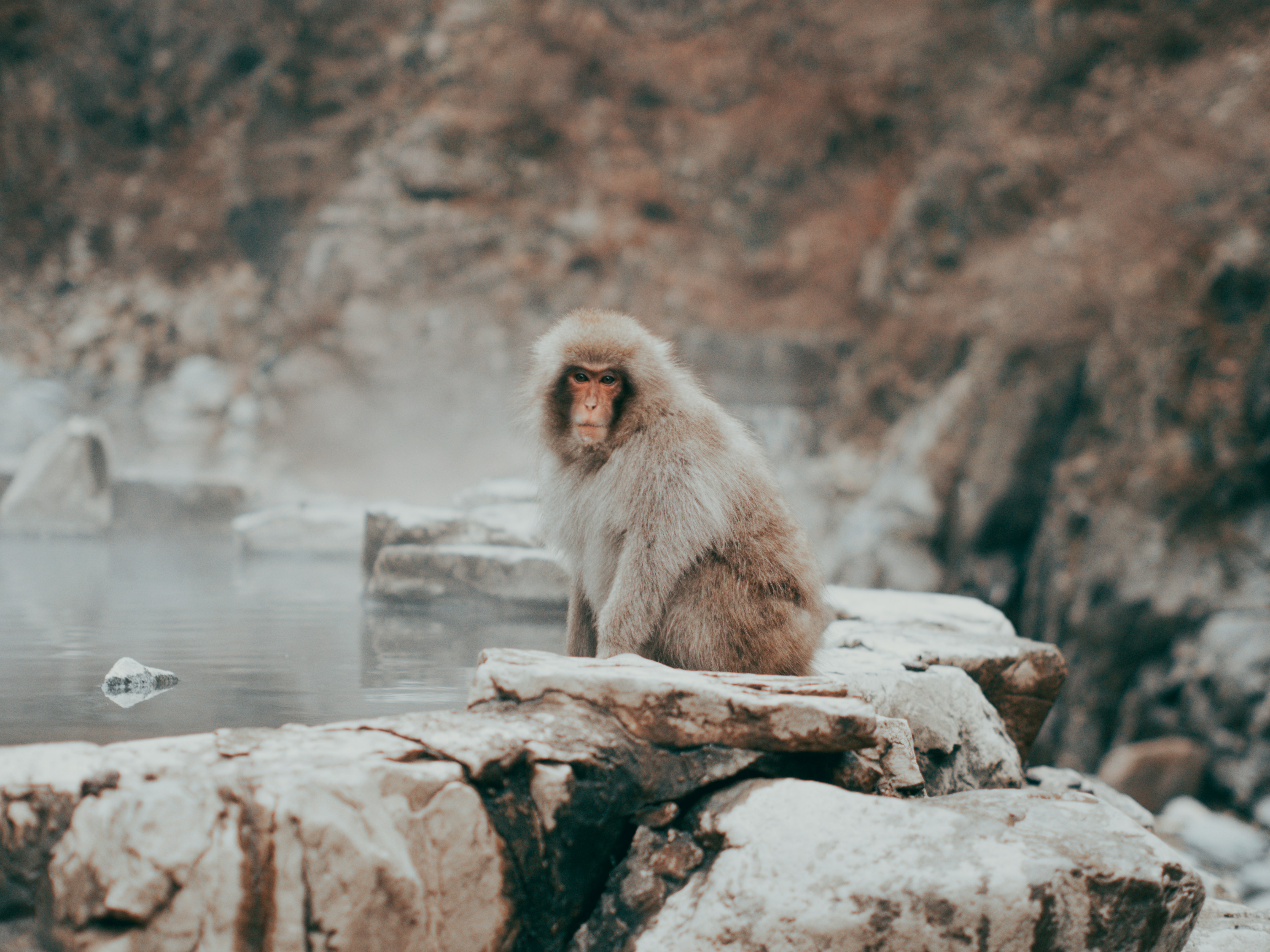 brown monkey sitting on rock during daytime